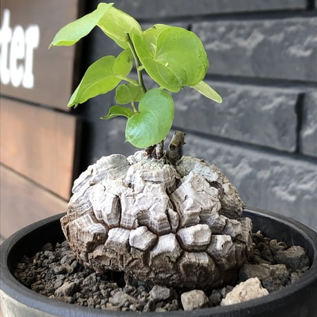 dioscorea elephantipes アフリカ亀甲竜《M size》※現地球発根後店主国内管理5年株※美しすぎる特化した白肌に彫深き立体樹形が堪らない※mad black pot植え
