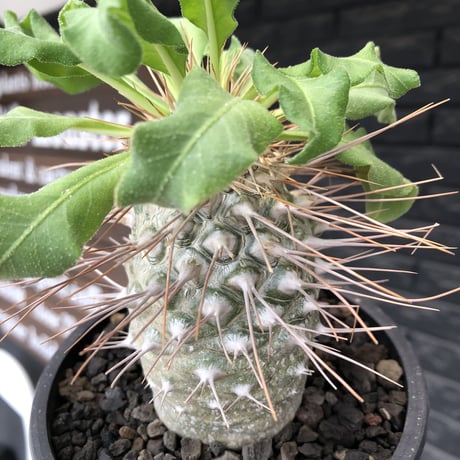 pachypodium namaquanum 光堂《大きめL size》littmon seed🌱※中々見かけないはずのサイズ感のとびきり丸み強きかわいい一株※mad black pot植え