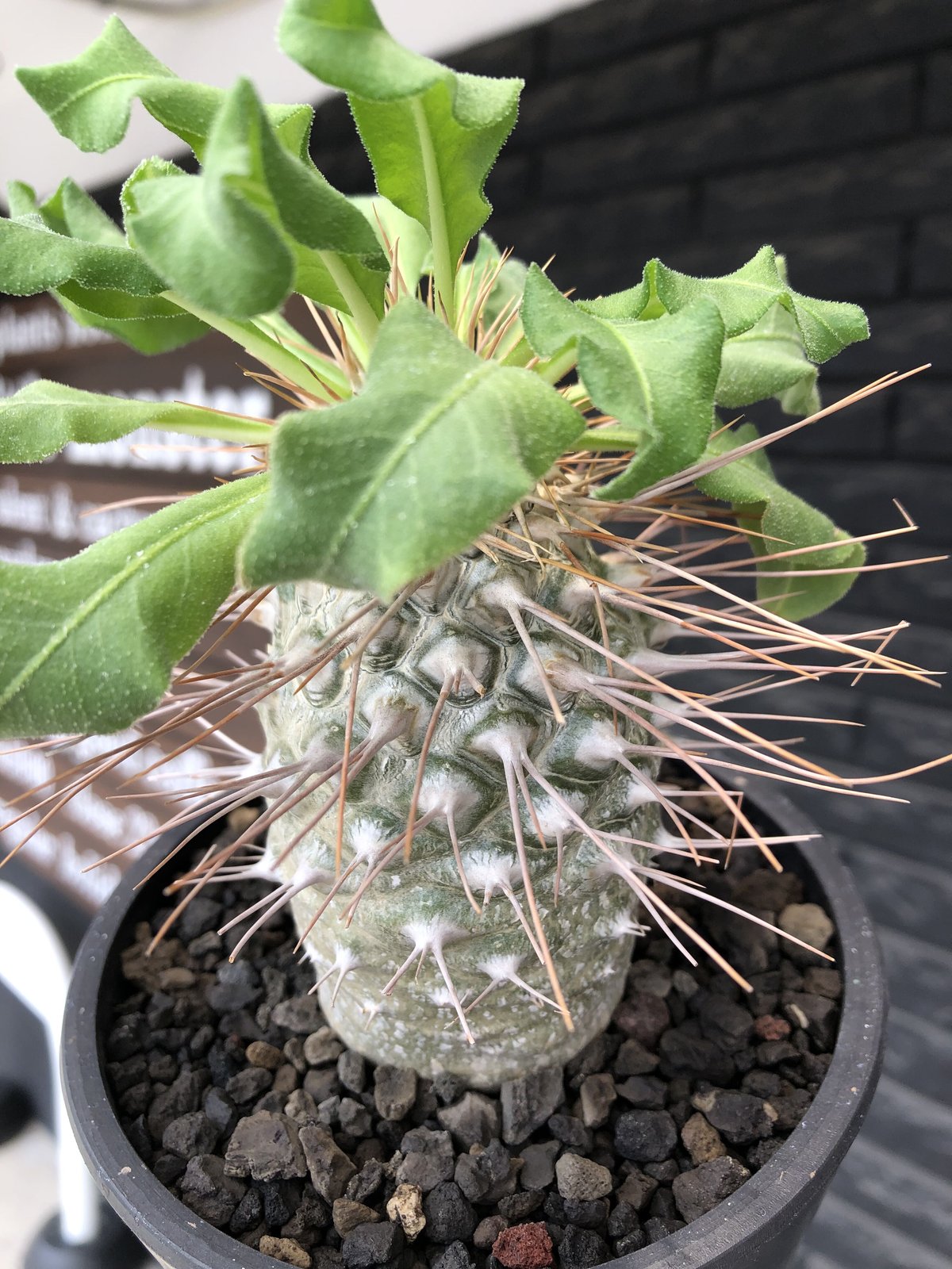 pachypodium namaquanum 光堂《大きめL size》littmon see