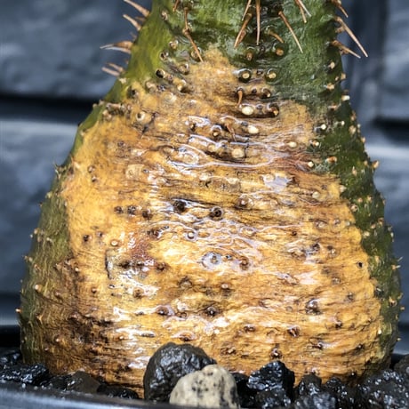 packypodium  gracilius《小さめM size》希少極green肌※現地球発根済株※店主国内管理3年株※怖い程極green肌＆腹面現地焼けのエグい一株※mad black pot植え