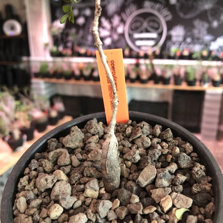 opercullicarya  packypus  littmon  seed🌱 《4年株》※枝が作られる丁度良き樹齢‼︎＆丈の締まったサイズ感※mad black bowl pot植え※限定4株