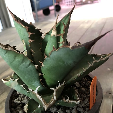 agave   titanota《M size》