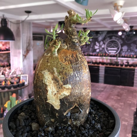 pachypodium  bispinosum《L size》※現地球発根後店主国内管理7年株※大株且つwildな味深きエグれに両A面なぼってり樹形※mad black bowl pot植え