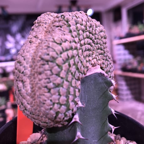 euphorbia    piscidermis《綴化接木》希少株   かなりマニアの中では人気種なレア株※限定2株