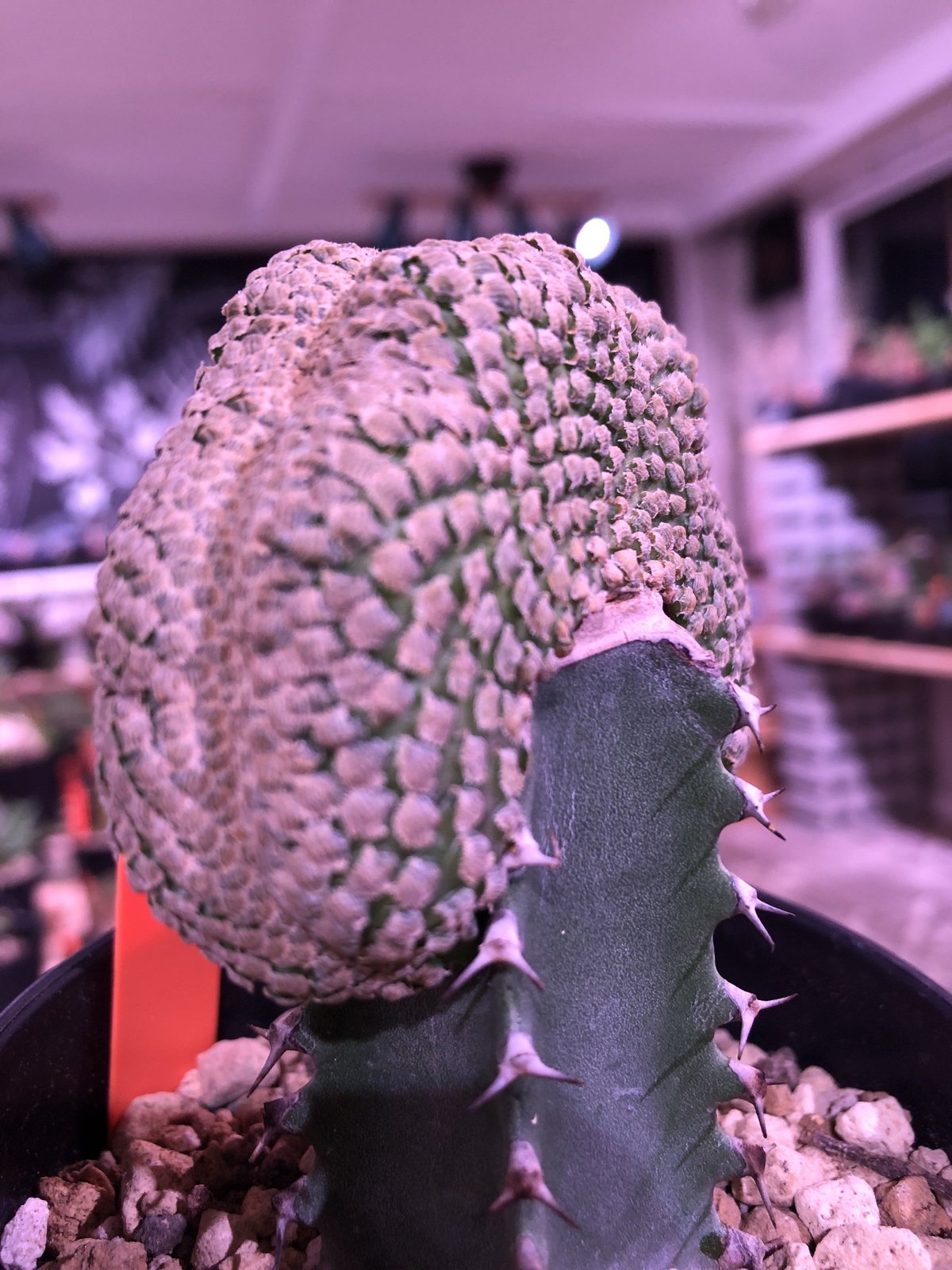 euphorbia piscidermis《綴化接木》希少株 かなりマニアの中では人