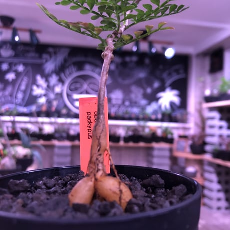 opercullicarya   packypus  littmon  seed🌱 《２年半株》balance良く装い良き一株‼︎　※（限定３株）