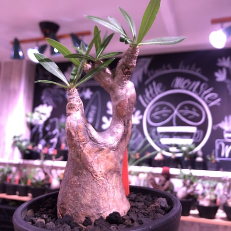 発根済株】パキポディウムイノピナツム大きめサイズ