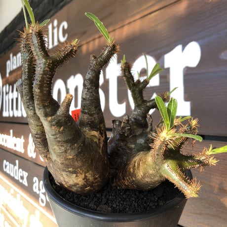 pachypodium gracilius《L size》現地焼け肌&3-he'd株※現地球発根後店主国内管理5年株※wild現地焼け肌の上アシンメトリーな良樹形※mad black pot植え