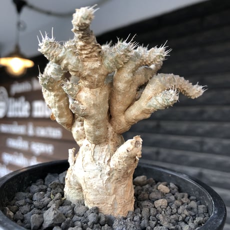 euphorbia tulearensis《 L size》※現地球発根後店主国内管理3年株※驚愕‼︎希少性激高塊根ユーフォルビア‼︎大きめ塊根株※mad black pot植え