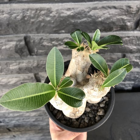 pachypodium  eburneum《M  size》※現地球発根後店主国内管理5年株※白肌岩肌質にエブレらしい樹形が堪らなく丁度良きサイズ感※mad black pot植え