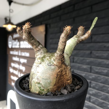 pachypodium gracilius《小さめM size》※希少‼︎green肌※現地球発根後店主国内管理3年株※絶妙な枝振り&樹形balance株※mad black pot植え