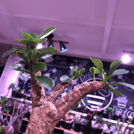 euphorbia   subapoda《大きめM size 》特化した肌質＆ぼってり樹形且つ、株元の四つ穴が堪らないスバポダ※mad black pot植え