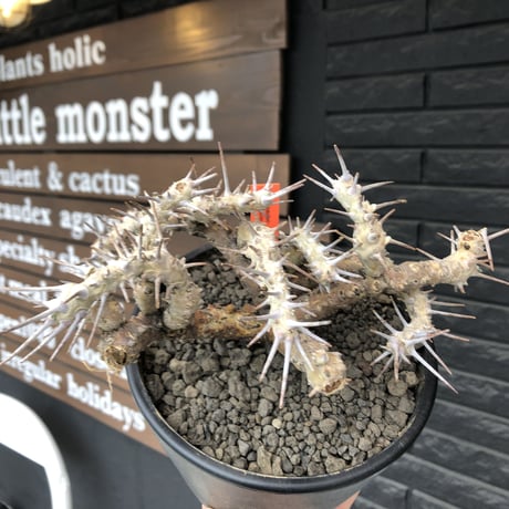 sarcocaulon crassicaule《大きめL size》※現地球発根済株※店主国内管理4年株※ヤバい枝振り鋭く赤味ある強刺に縮れ葉＆白花なwild株※mad black pot植え
