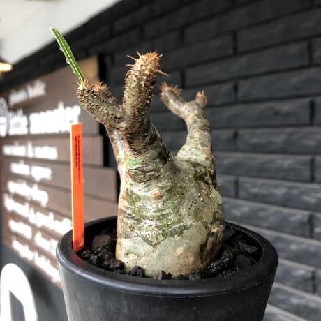 pachypodium gracilius《小さめM size》※希少‼︎green肌※現地球発根後店主国内管理3年株※絶妙な枝振り&樹形balance株※mad black pot植え