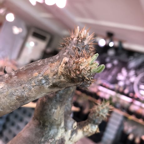 packypodium   enigmaticum《L size》Ｗ-he'd※現地球発根済‼︎店主管理4年株※激希少wild株！brown×beige肌の二分頭※ mad  black  pot植え
