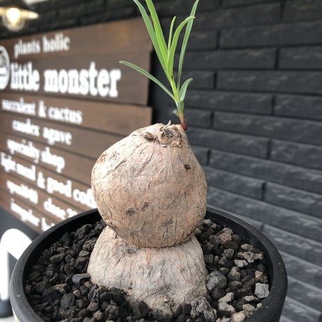 euphorbia trichadenia《LL size》※現地球株発根済※驚愕‼︎極めて荒々しくwildならしからぬ出立ちが堪らない両A面な大株※mad black bowl pot植え