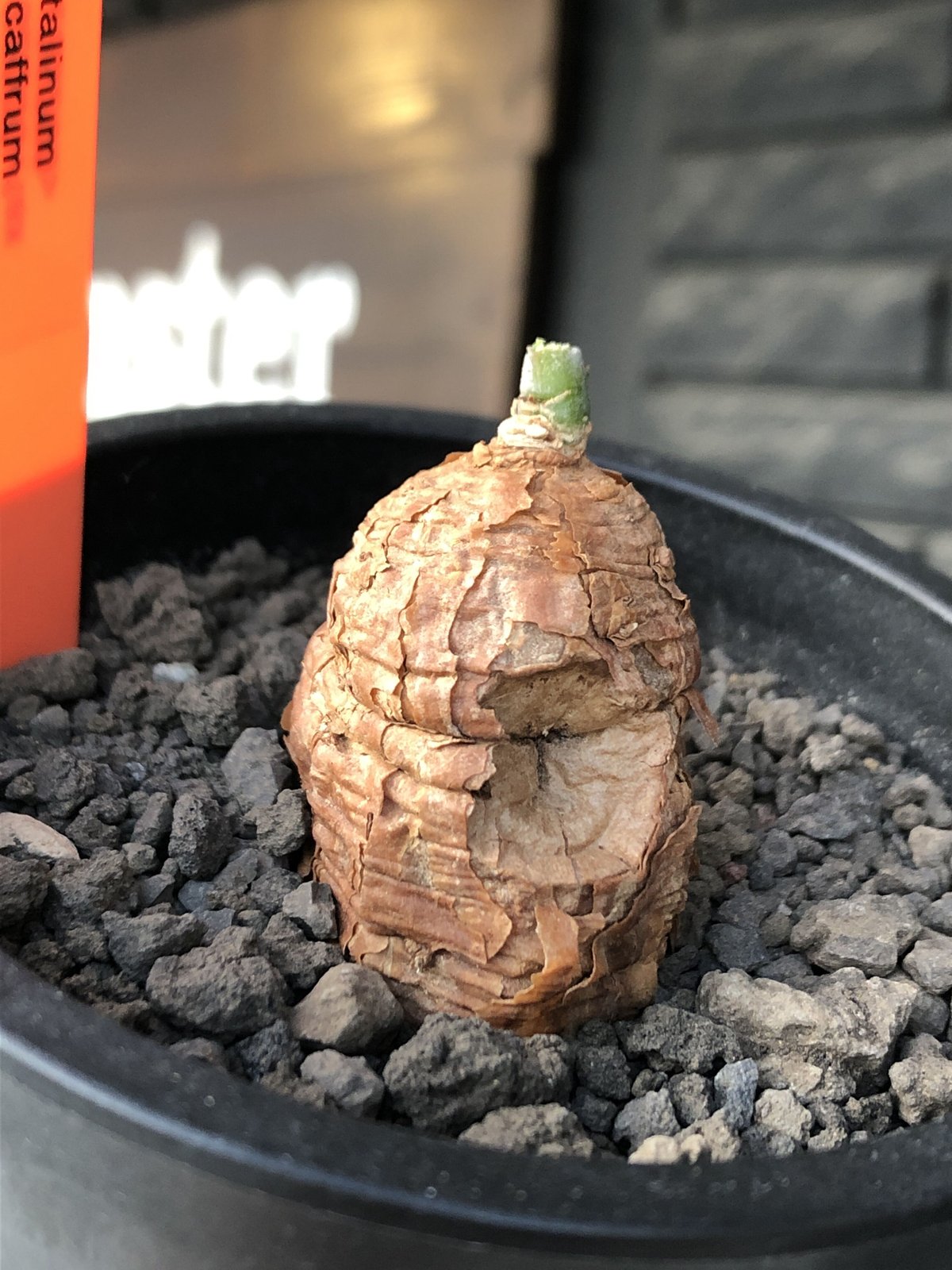 talinum caffrum《M size 》※現地球株発根済※希少‼︎エグれ傷跡も持つ