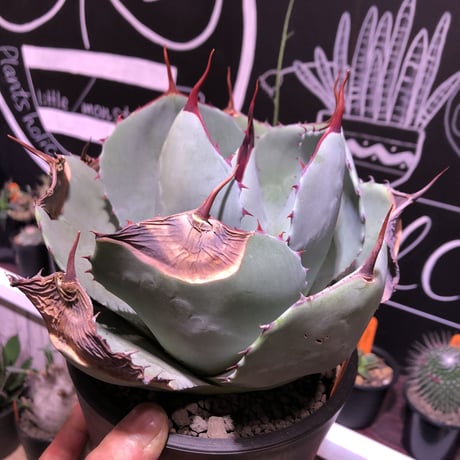 agave   parri   var. truncata《M  size》