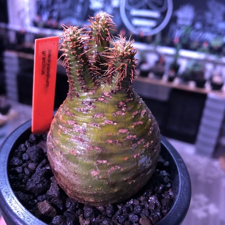 packypodium  gracilius《小さめM size》希少green肌まん丸球体株※現地球発根済株※店主国内管理2年株※短枝且つどこから見てもまん丸な美株※mad black pot植え