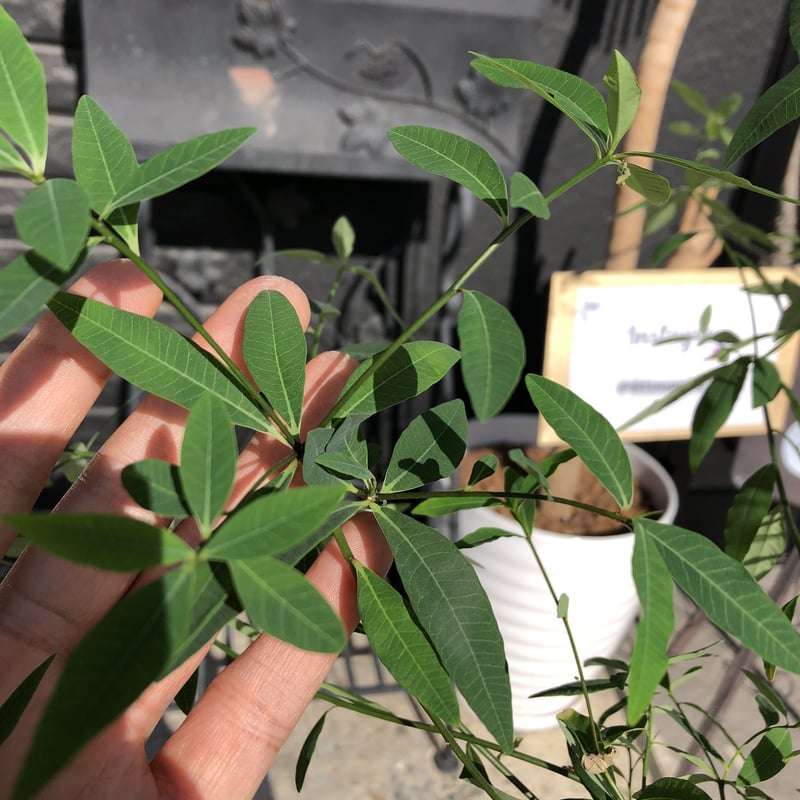 euphorbia mahabobokensis《L size》驚愕激希少種※マダガスカ