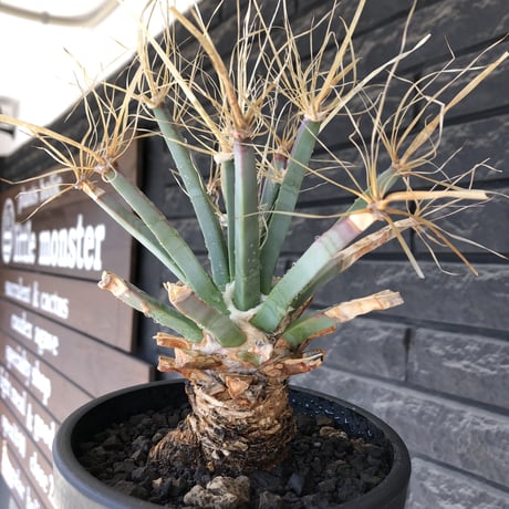 leuchtenbergia  principis 晃山《LL size》大株※現地球株発根済※極太幹を持ち年代物なため極めてワイルドな一株‼︎※mad black bowl pot植え