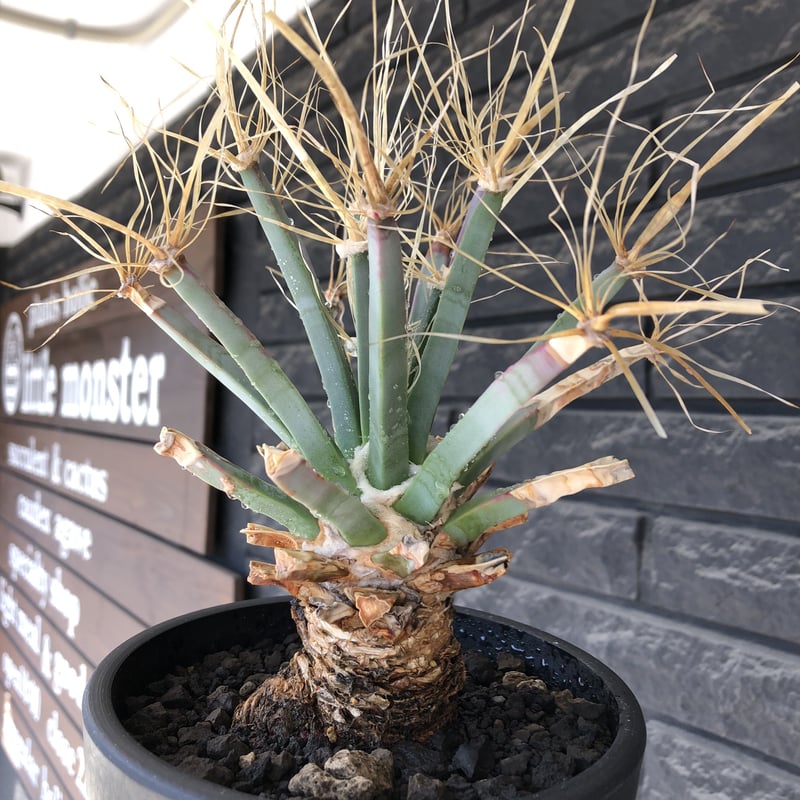 leuchtenbergia principis 晃山《LL size》大株※現地球株発根済