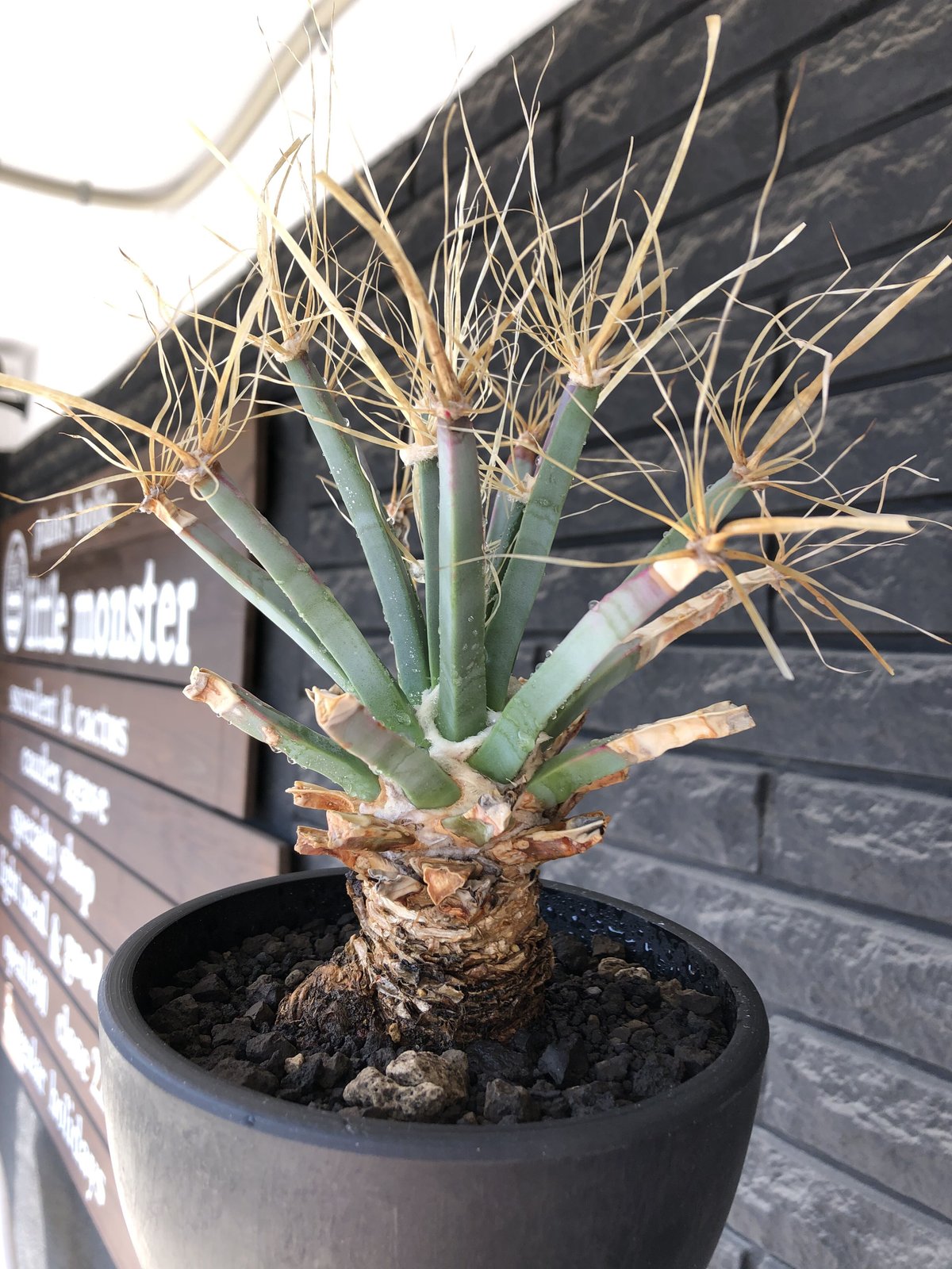 leuchtenbergia principis 晃山《LL size》大株※現地球株発根済...