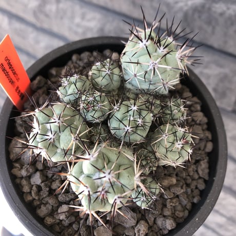 ortegocactus macdougallii《L size》※現地球発根後店主国内管理5年株※美しくもエグい群生極美株‼︎※mad black bowl pot植え