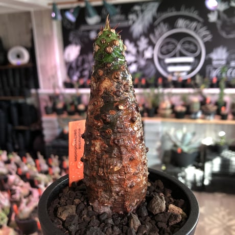 euphorbia  pachypodioides《M size 》※現地球発根後店主国内管理3年株※ボコボコぼってり樹形‼︎葉表がグリーンで葉裏と花は紫な人気者※mad black pot植え