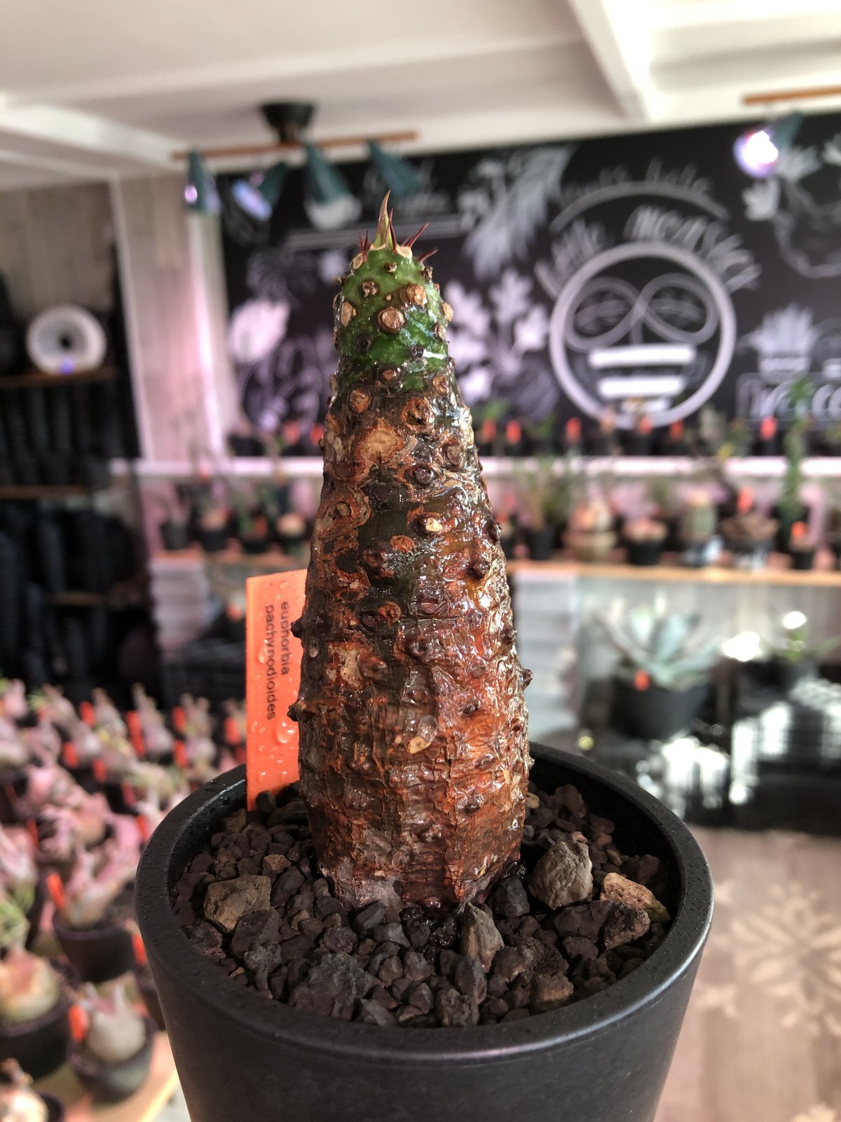 euphorbia pachypodioides《M size 》※現地球発根後店主国内管理