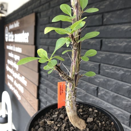 fouquieria  macdougalii《L size》驚愕‼︎極太株※現地球発根後店主国内管理4年株※株元&幹共に太く‼︎良い出立ちな一株‼︎※mad black bowl pot植え