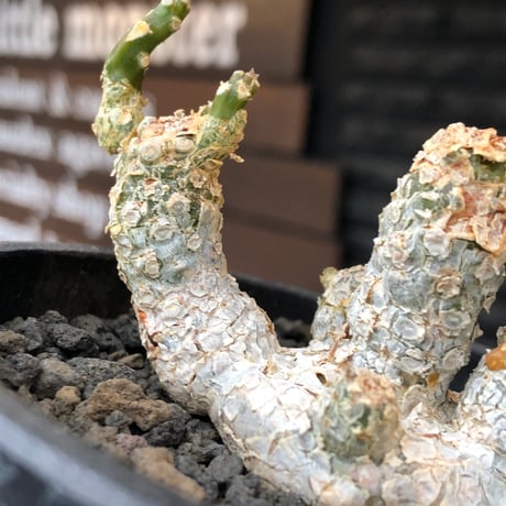 dorstenia  horwoodii《LL size》※現地球株発根済※古き良き味深い極白肌&低重心ぷっくり株元も堪らない渾身の一株‼︎※black bowl pot植え