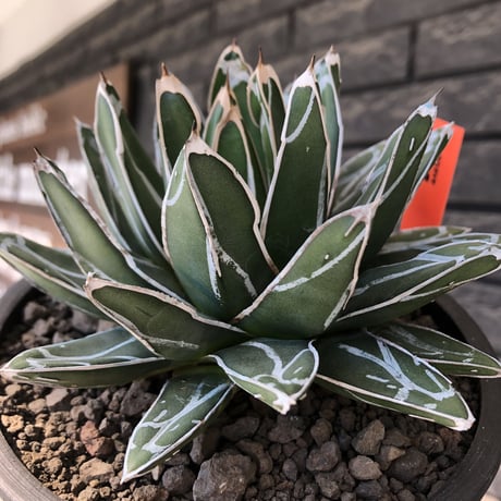 agave  笹の雪《小さめL size》※現地球発根後店主国内管理3年株※締まり&balanceも美しい良きサイズ感※mad black bowl pot植え