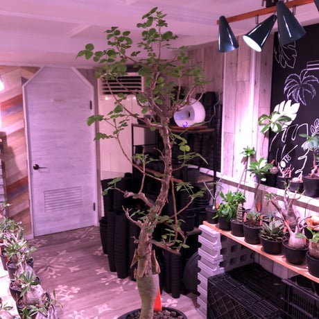bursera  fagaroides《L  size》※現地球発根済※店主管理5年株※成熟しメクれ上がった表皮＆大変ぷっくりぼってり株元な作り込んだ一株※mad black pot植え