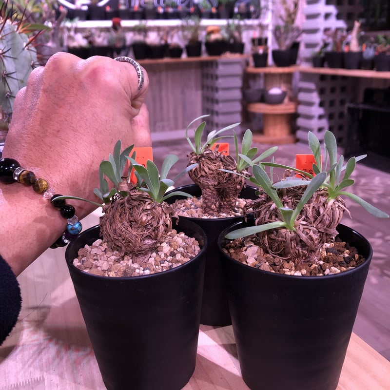 ユーフォルビアオトンナレトロルサ大株