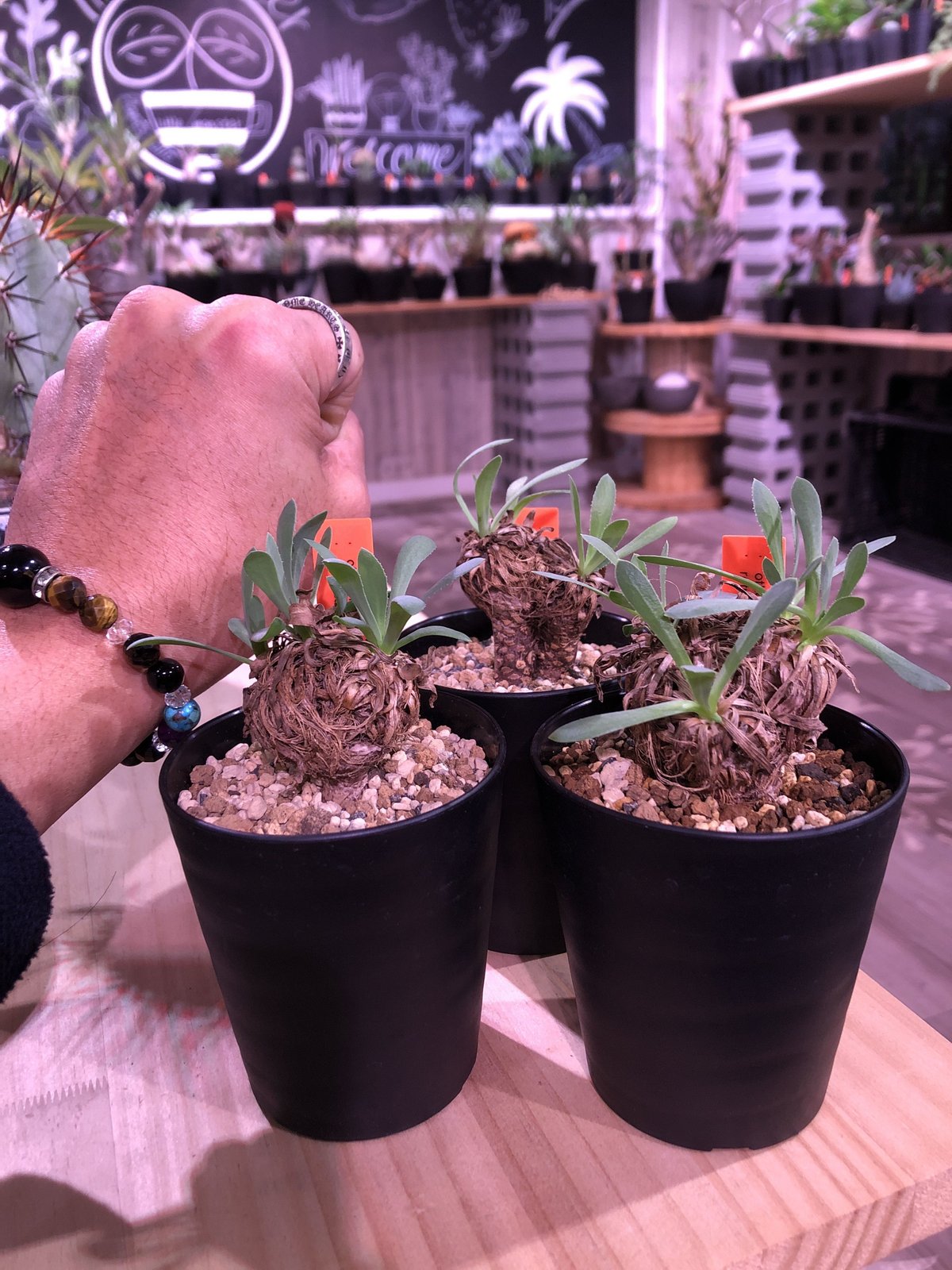 オトンナ　レトロルサ　現地球 オトンナ レトロルサ : 多肉植物のお店 彩香 Yahoo!店 - 通販 - Yahoo