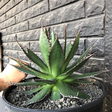 agave horrida《L L size》※現地球発根後店主国内管理3年株※締まり&樹形balance良きbigなホリダ※プラ浅鉢植え