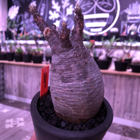packypodium  gracilius《大きめS  size》※現地球発根済み株‼︎  ※落葉しても樹形の良さは健在‼︎※mad black pot植え※限定１株