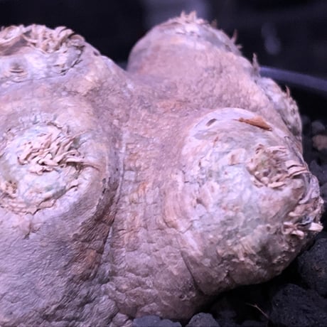 packypodium  brevicaule恵比寿笑い《S size》※現地球発根済株※店主国内管理2年株※流通少なきかわいいサイズ感＆現地球株らしさの岩肌が堪らない※mad black pot植え