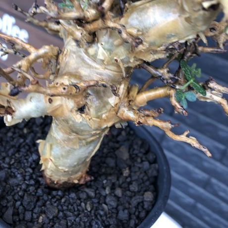 commiphora  stocksiana《大きめL size》※現地球発根後店主国内管理12年株※weight低く長年枝も太く作り込んだ佇まいが堪らない一株※鉄鉢植え