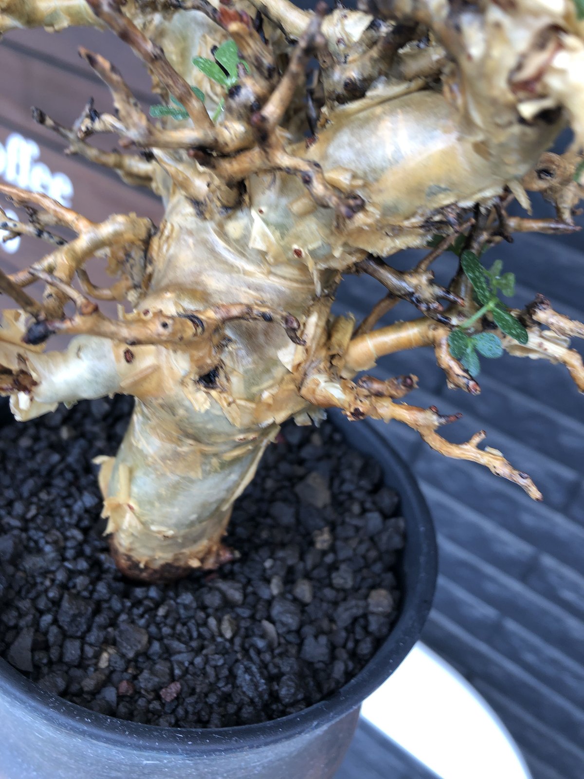 commiphora stocksiana《大きめL size》※現地球発根後店主国内 commiphora stocksiana《大きめL size》※現地球発根後店主国内