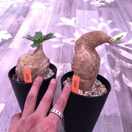 ユーフォルビアプリムリフォリア | STORES