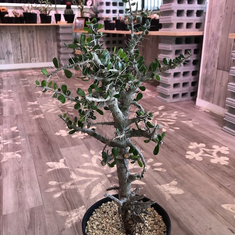 alluaudia    comosa《LＬ size》