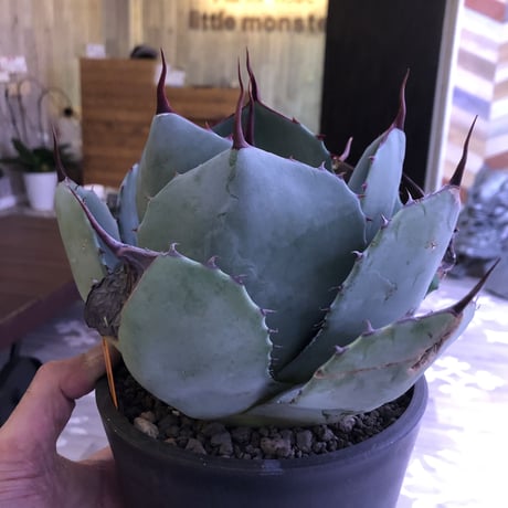 agave   parri   var. truncata《M  size》