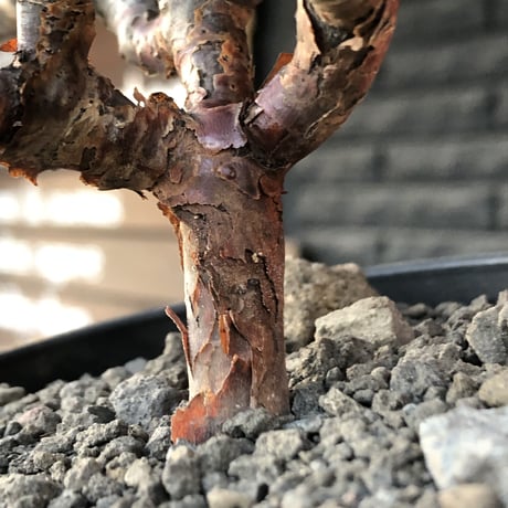 pelargonium  mirabile《大きめM size》※現地球店主国内管理4年株※愛おしく堪らない冬型の人気者‼︎極weight低き良枝振り樹形※mad black pot植え