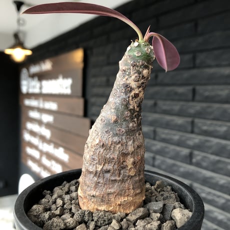 euphorbia  pachypodioides《M size 》※現地球発根後店主国内管理3年株※ボコボコ肌にcompactな良樹形‼︎人気者な一株※mad black pot植え