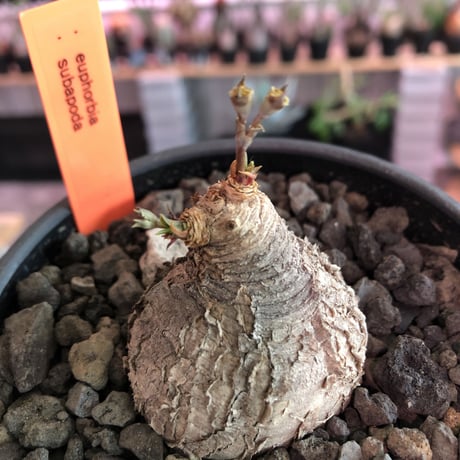 euphorbia subapoda《M size》※枝成長過程から育てる事ができ、ぼってり株で可愛いながらも特に肌質荒い小振りでもvintage感強き一株※mad  black bowl pot植え