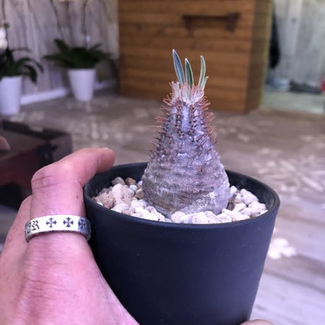 packypodium    gracilius《S S size》発根済み