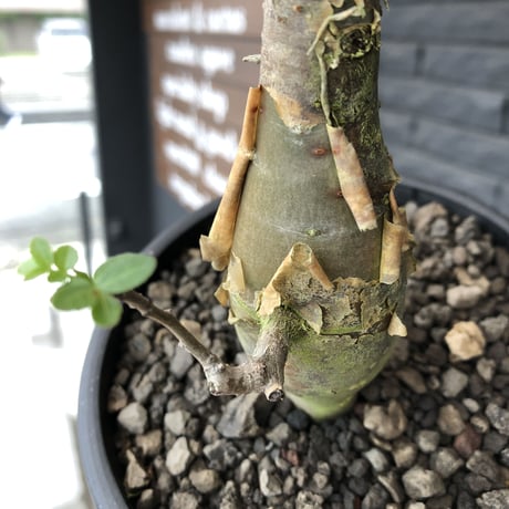 bursera  fagaroides《M size》※現地球発根済※店主管理3年株※成熟しメクれ上がった株元はパキポみたくぼってりしウェイト低い最高balance株※mad black pot植
