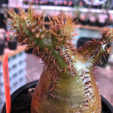 pachypodium  gracilius《小さめM size》※現地球発根済株※店主国内管理3年株※希少green &赤肌のアシンメトリーカラーなwild株‼︎※mad black pot植え
